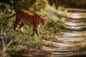 ranthambore national park